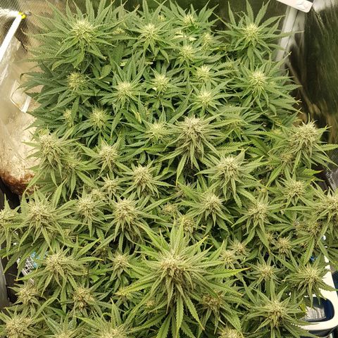 Unknown strain growlog timeline photo