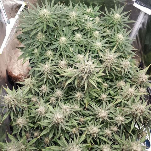 Unknown strain growlog timeline photo