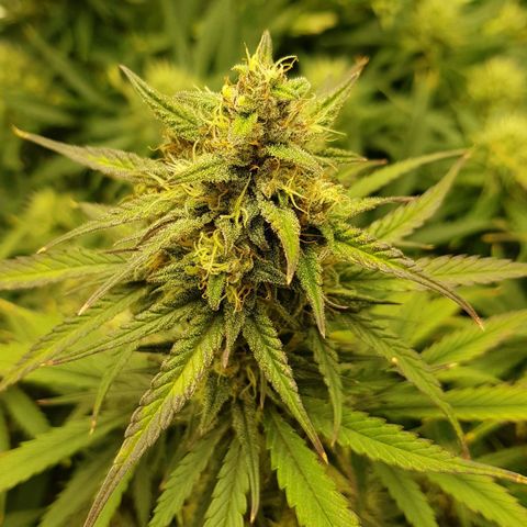 Unknown strain growlog timeline photo