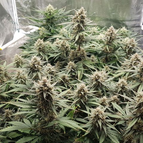 Unknown strain growlog timeline photo