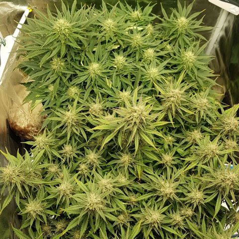 Unknown strain growlog timeline photo