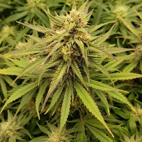 Unknown strain growlog timeline photo