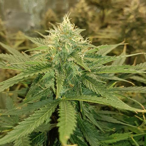 Unknown strain growlog timeline photo