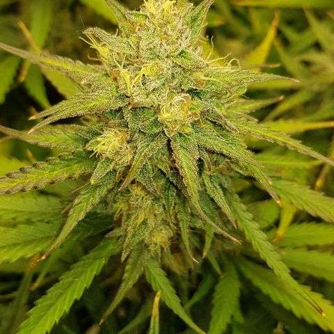 Unknown strain growlog timeline photo