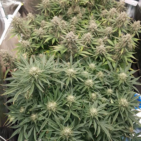 Unknown strain growlog timeline photo
