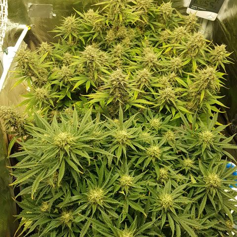 Unknown strain growlog timeline photo