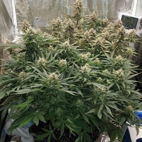 Unknown strain growlog timeline photo