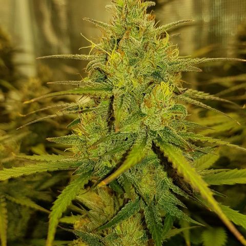 Unknown strain growlog timeline photo