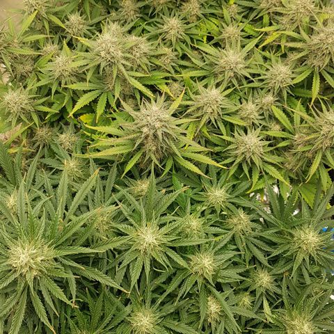 Unknown strain growlog timeline photo