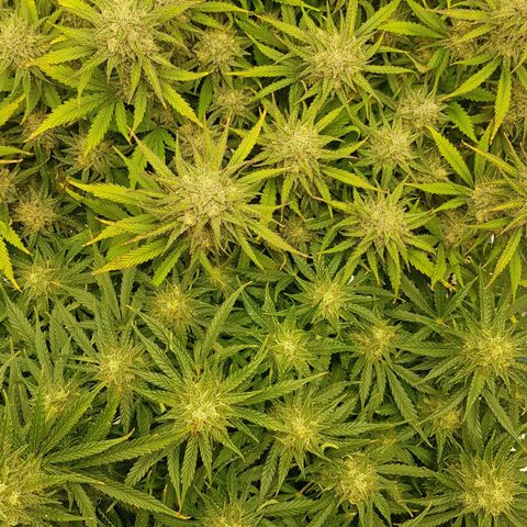 Unknown strain growlog timeline photo
