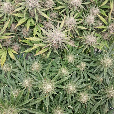 Unknown strain growlog timeline photo