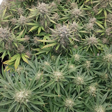 Unknown strain growlog timeline photo