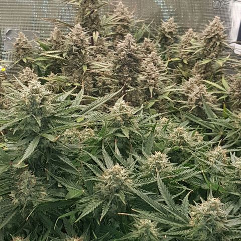 Unknown strain growlog timeline photo