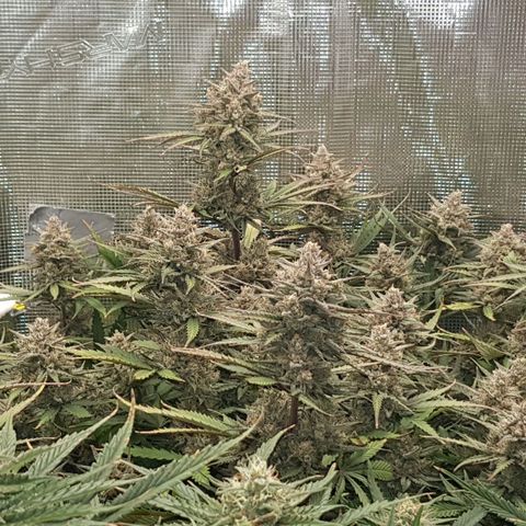 Unknown strain growlog timeline photo