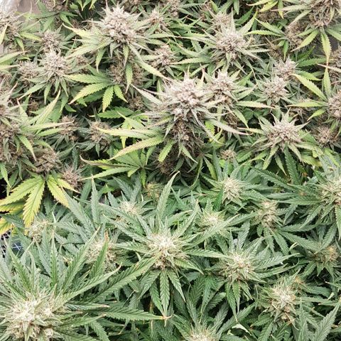 Unknown strain growlog timeline photo