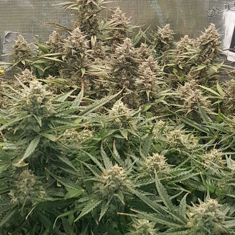 Unknown strain growlog timeline photo