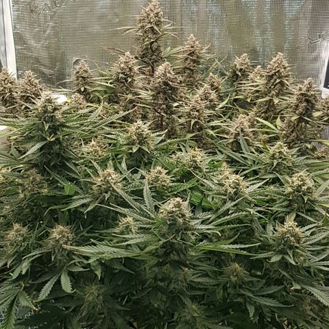 Unknown strain growlog timeline photo