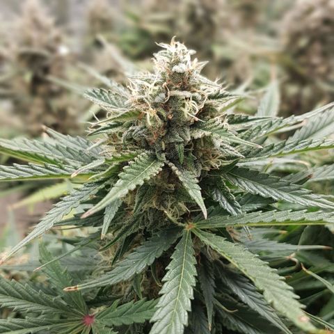 Unknown strain growlog timeline photo