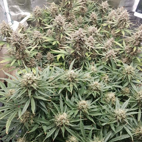 Unknown strain growlog timeline photo