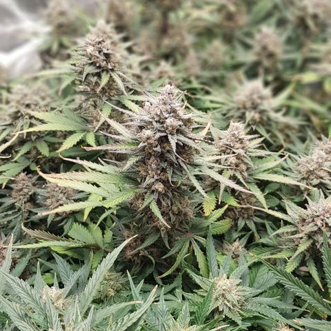 Unknown strain growlog timeline photo