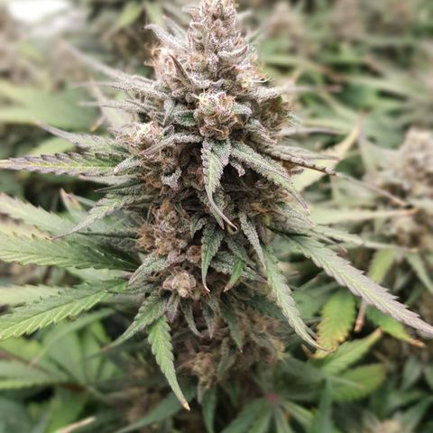 Unknown strain growlog timeline photo
