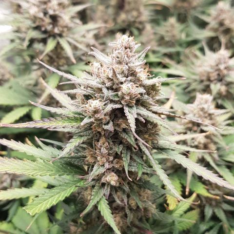 Unknown strain growlog timeline photo