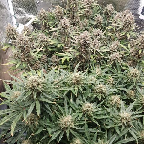 Unknown strain growlog timeline photo