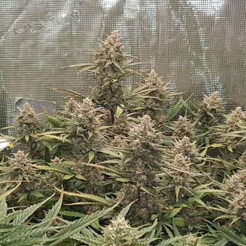 Unknown strain growlog timeline photo