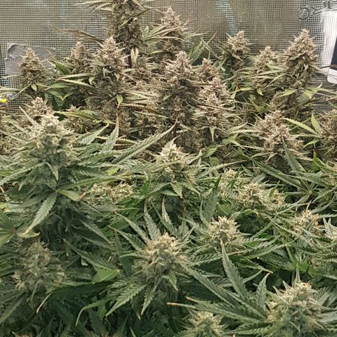 Unknown strain growlog timeline photo