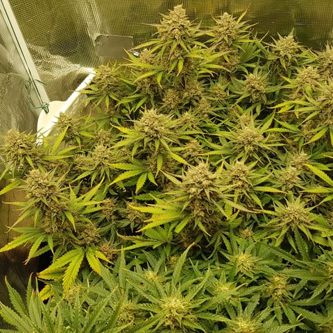 Unknown strain growlog timeline photo