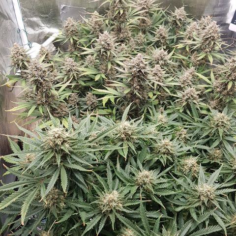 Unknown strain growlog timeline photo