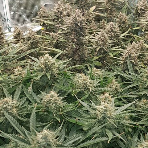 Unknown strain growlog timeline photo