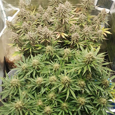 Unknown strain growlog timeline photo