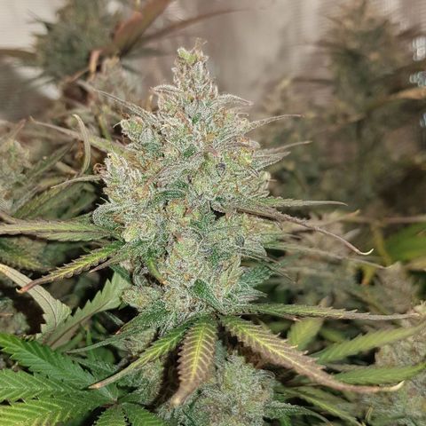 Unknown strain growlog timeline photo