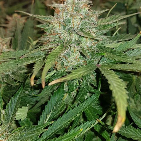 Unknown strain growlog timeline photo