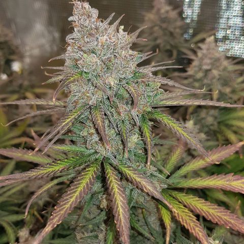 Unknown strain growlog timeline photo