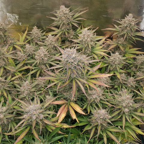 Unknown strain growlog timeline photo