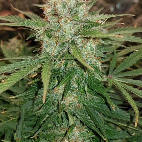 Unknown strain growlog timeline photo
