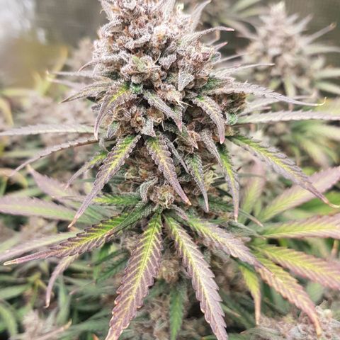 Unknown strain growlog timeline photo