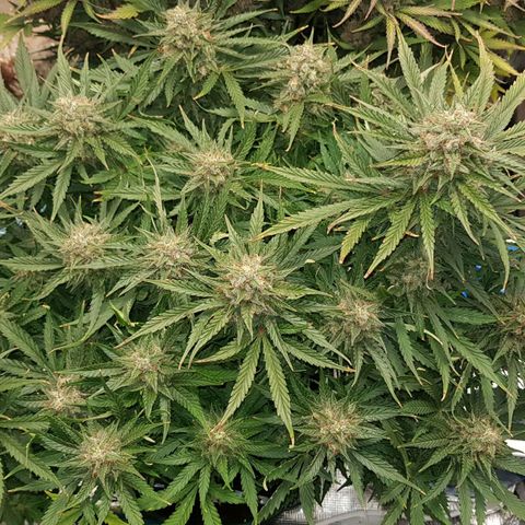 Unknown strain growlog timeline photo
