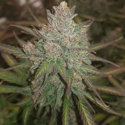 Unknown strain growlog timeline photo