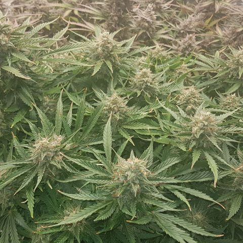 Unknown strain growlog timeline photo