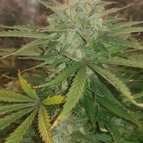 Unknown strain growlog timeline photo