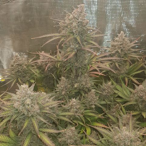 Unknown strain growlog timeline photo