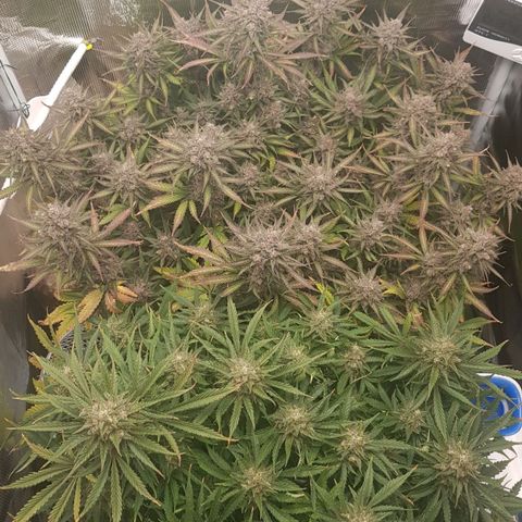 Unknown strain growlog timeline photo