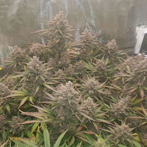 Unknown strain growlog timeline photo