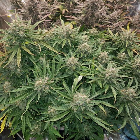 Unknown strain growlog timeline photo