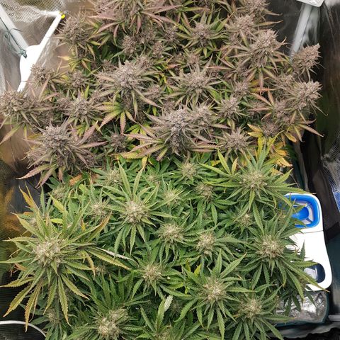 Unknown strain growlog timeline photo