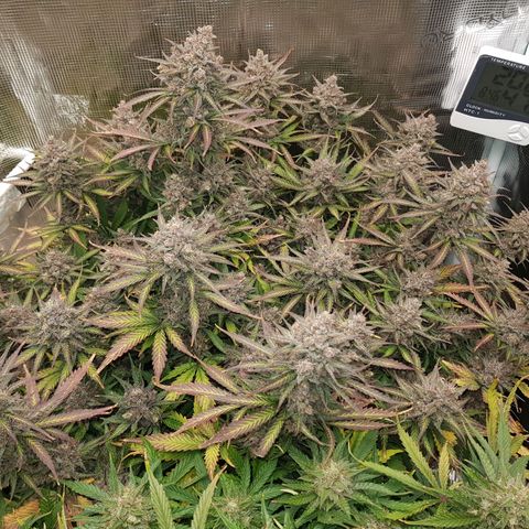 Unknown strain growlog timeline photo
