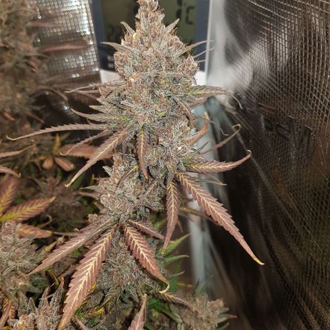Unknown strain growlog timeline photo